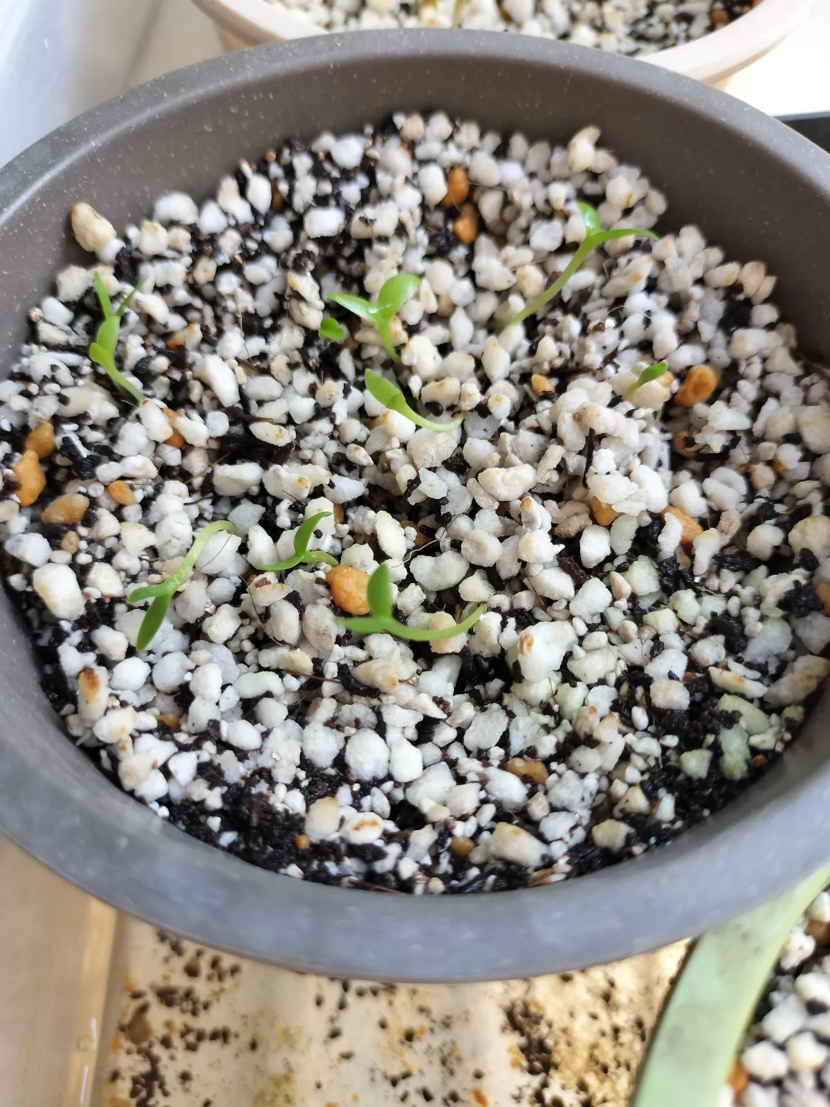 Hylocereus costaricensis (レッドドラゴンフルーツ)