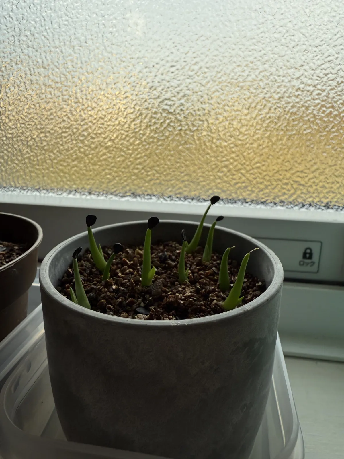 Agave utahensis var. eborispina (アガベ エボリスピナ)