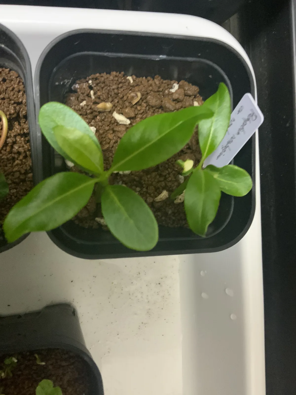 Pachypodium rutenbergianum var. rutenbergianum (パキポディウム ルテンベルギアナム)