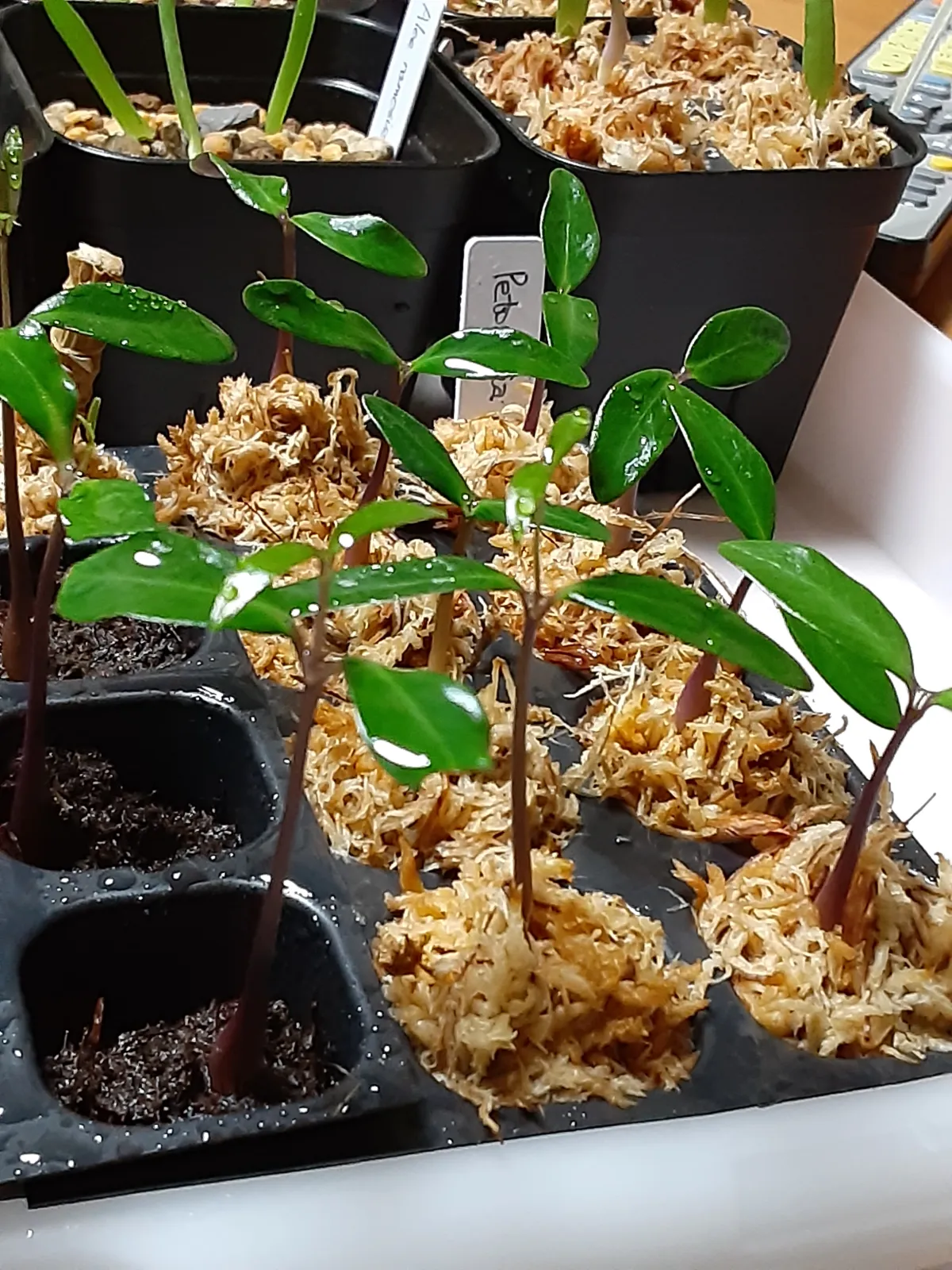 Petopentia natalensis (ペトペンチア ナタレンシス)