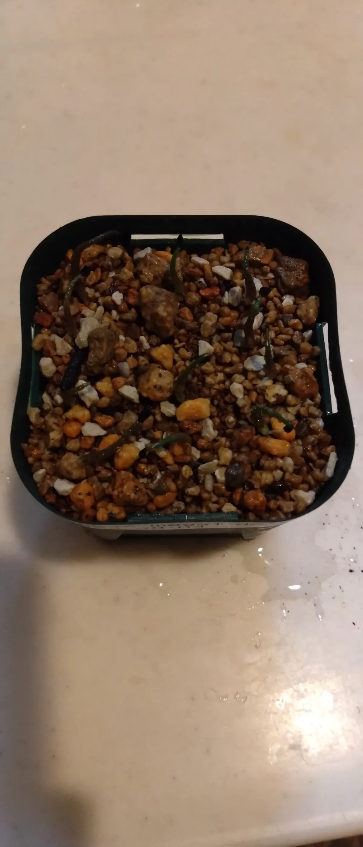 Agave megalodonta (アガベ メガロドンタ)