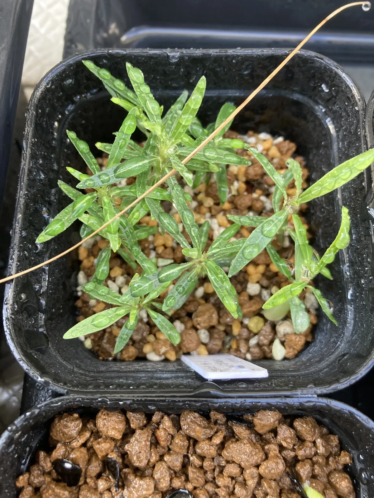 Pachypodium rosulatum var. gracilius (パキポディウム グラキリス)