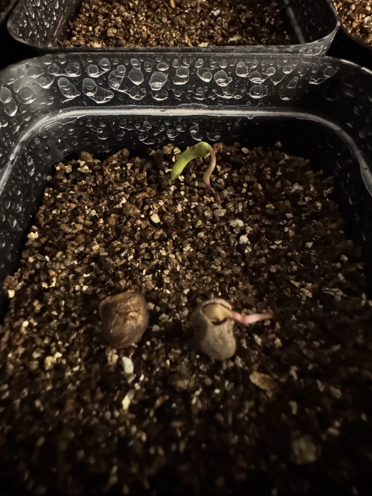 Operculicarya sp (オペルクリカリア)