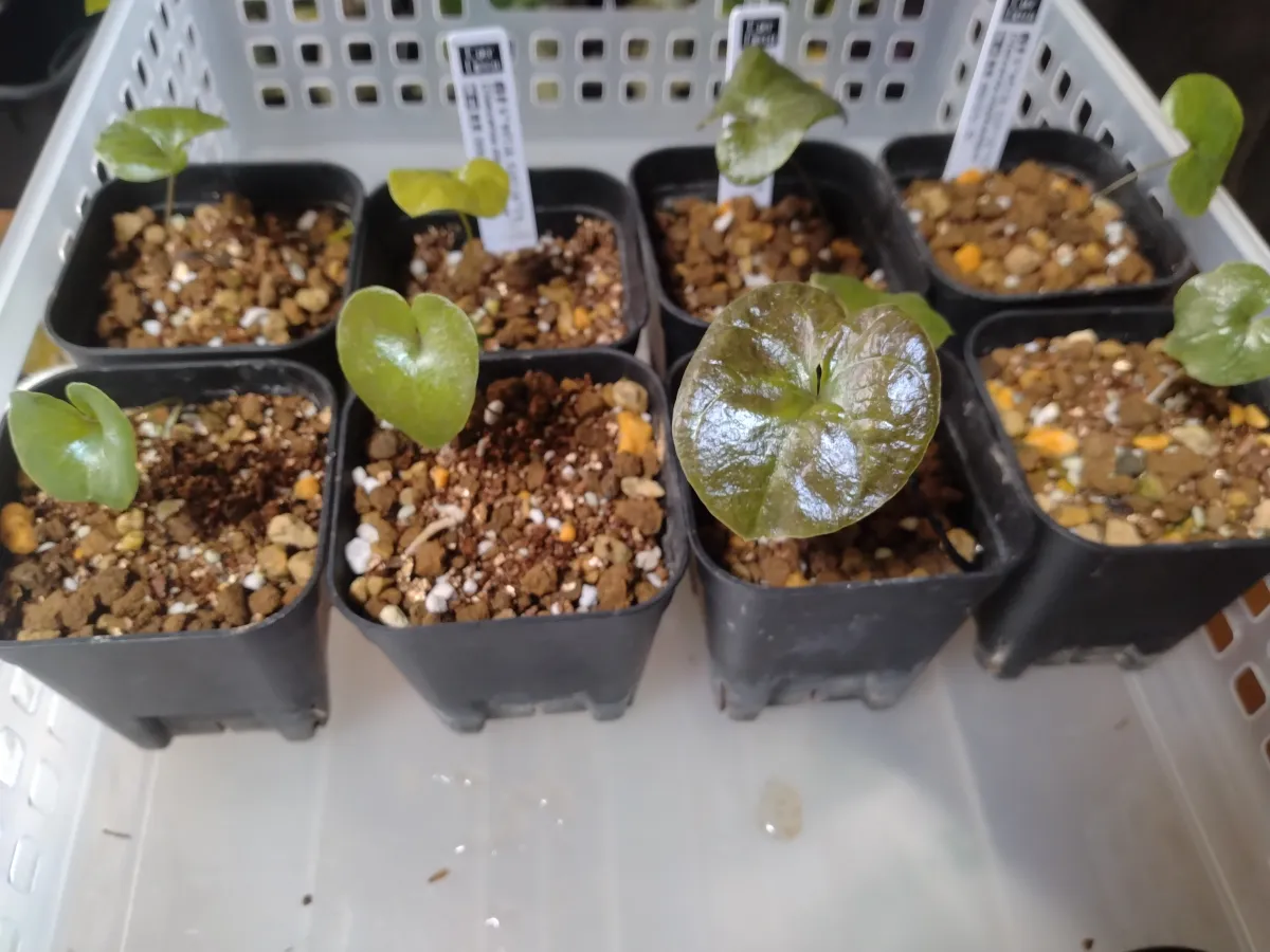 Dioscorea elephantipes (ディオスコレア エレファンティペス アフリカ亀甲竜)