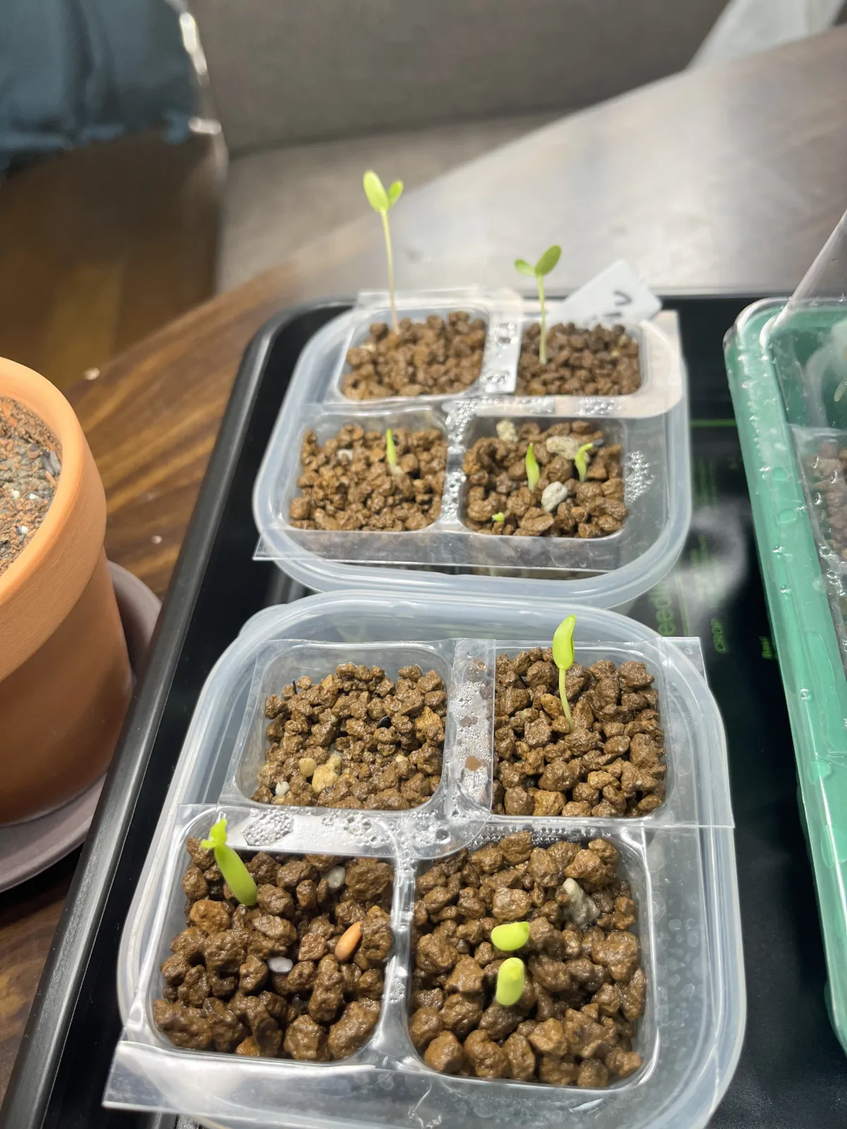 Adenium arabicum Rashiny (アデニウム アラビカム ラシニー)