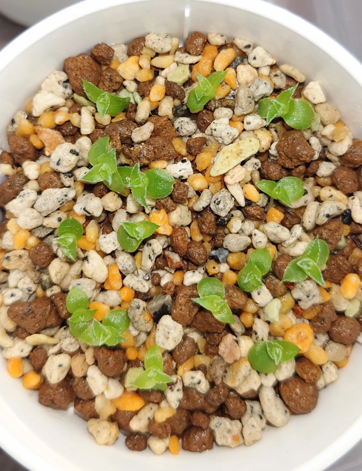 Hechtia lanata (ヘクチア ラナータ)