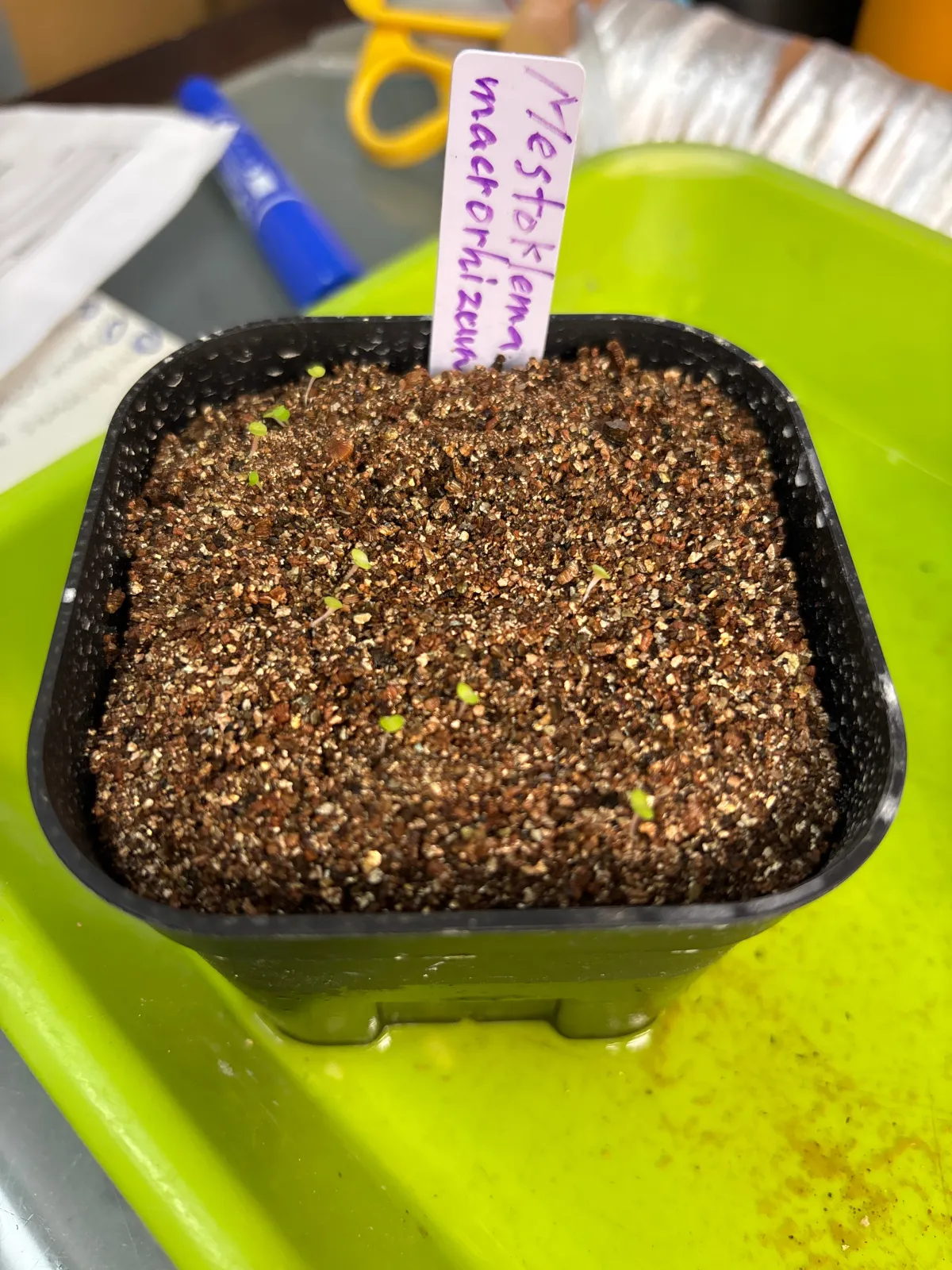 Mestoklema macrorhizum (メストクレマ マクロリザム)