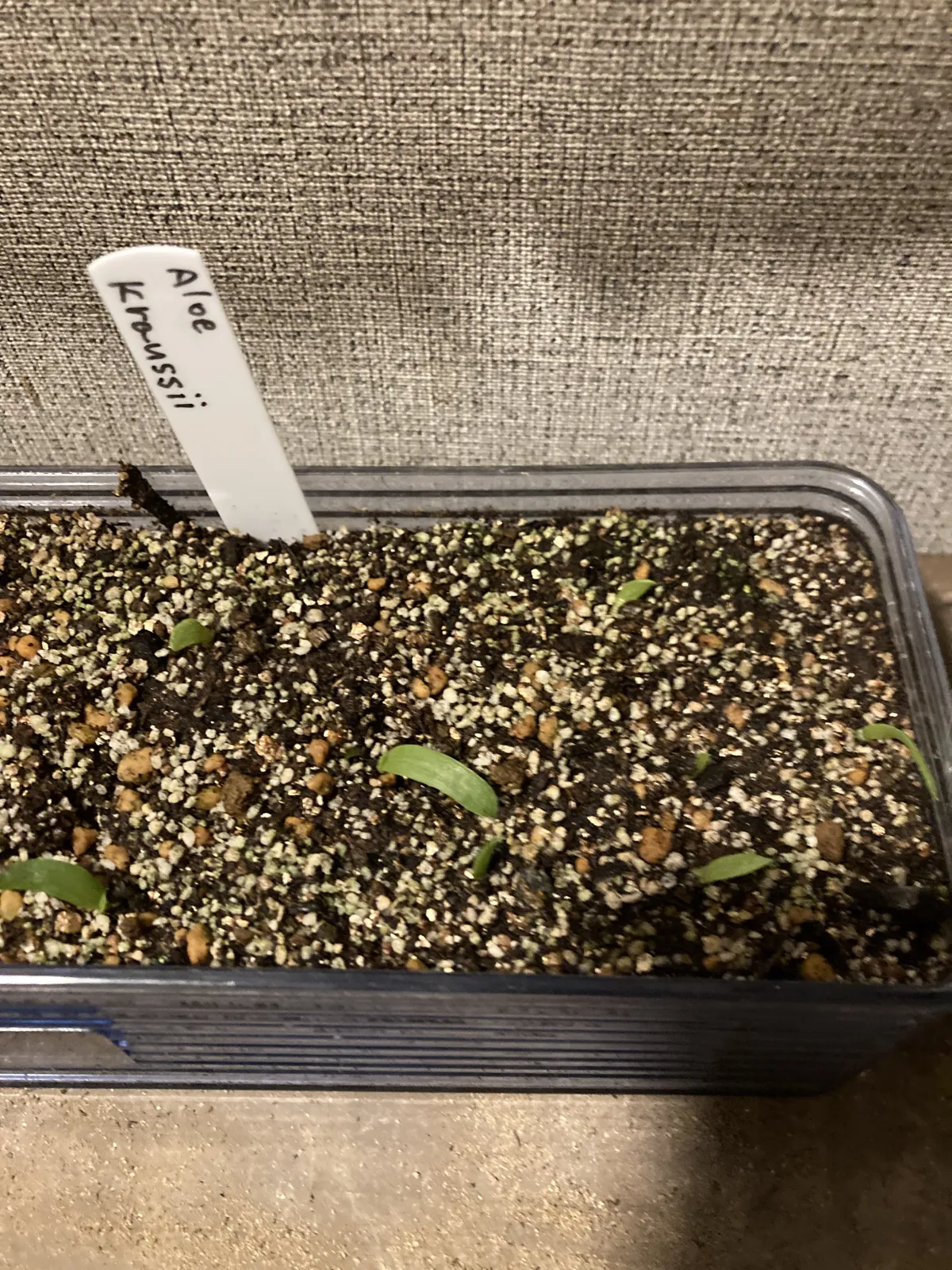 Aloe kraussii (アロエ クラウシー)