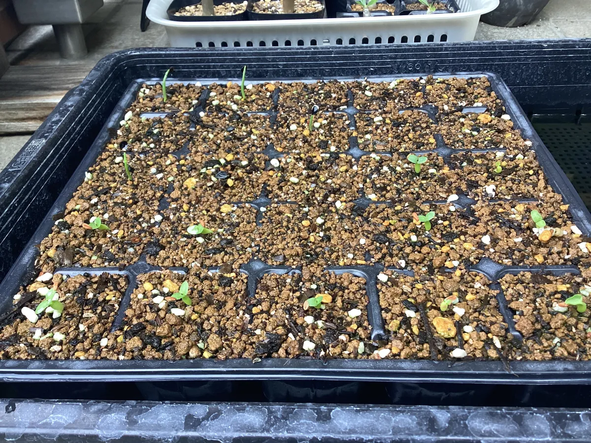 Pachypodium enigmaticum (パキポディウム エニグマチカム)