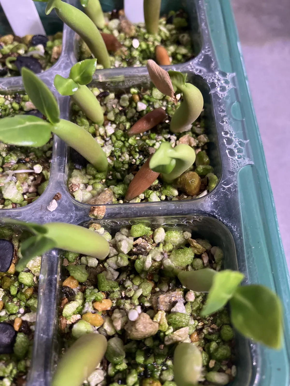 Adenium arabicum (アデニウム アラビカム)