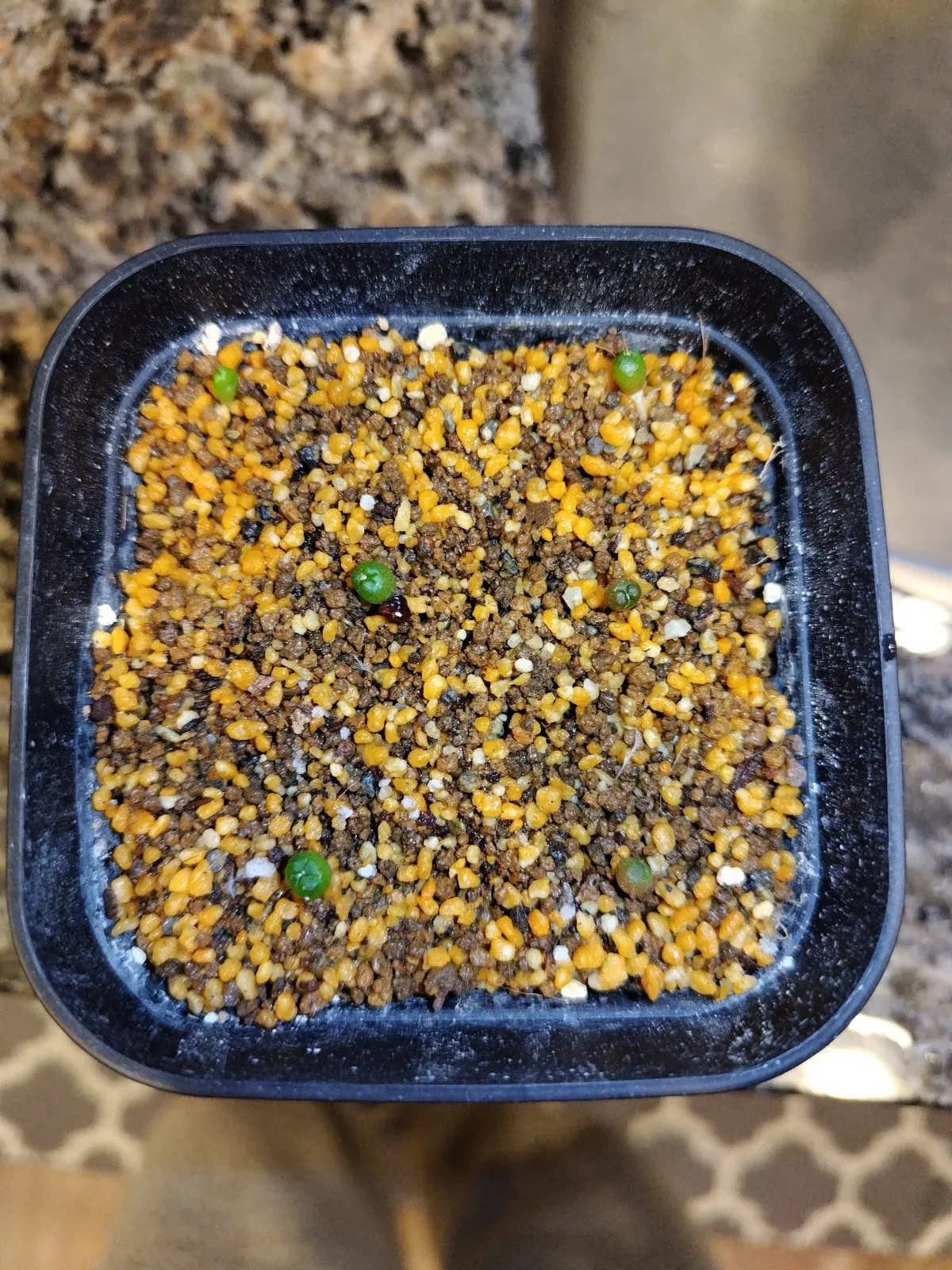 Astrophytum asterias (アストロフィツム ゴンザレス)