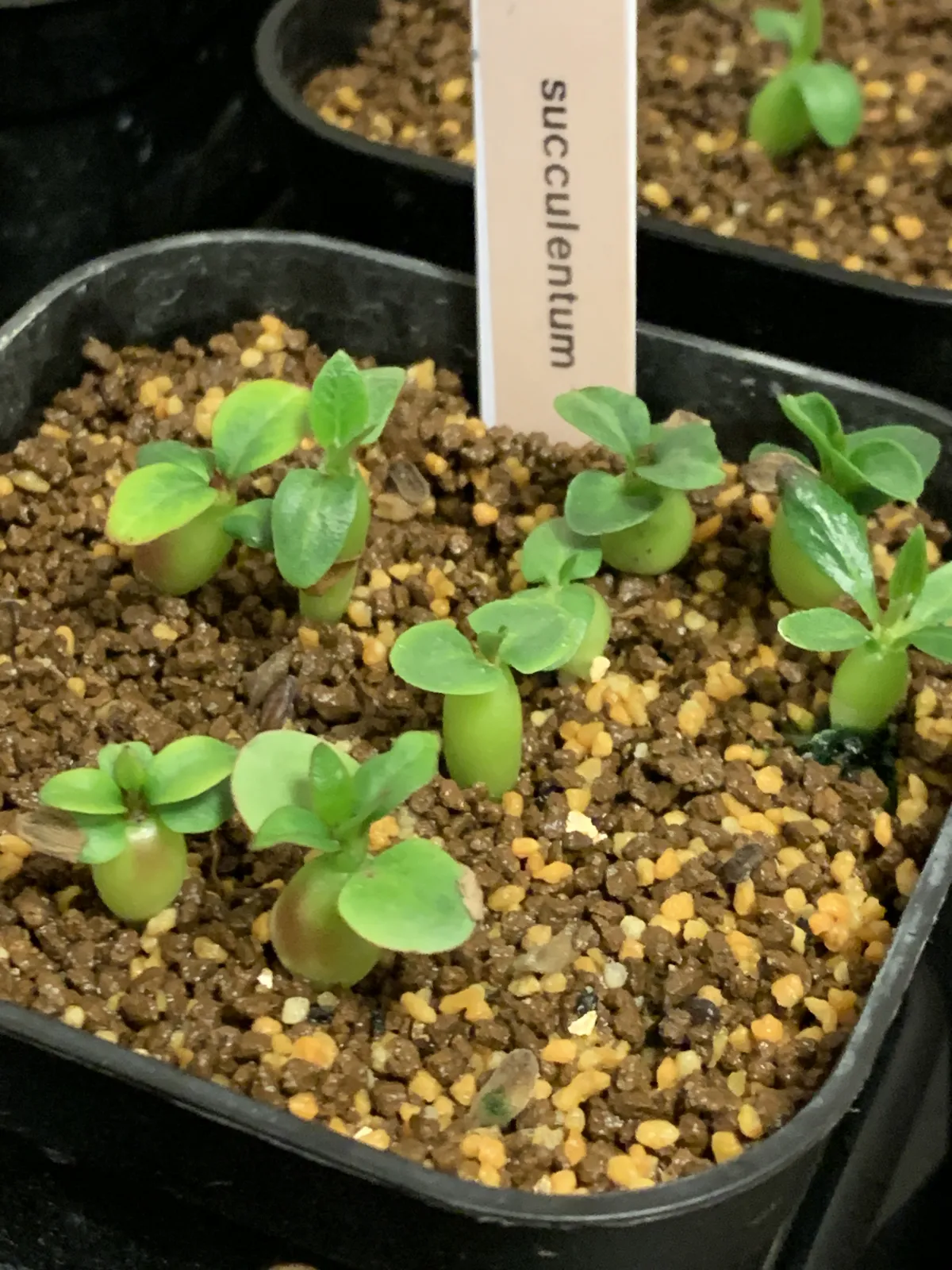 Pachypodium succulentum (パキポディウム サキュレンタム 天馬空)