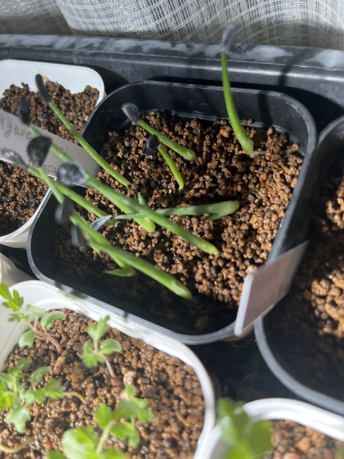 Agave parryi var. truncata (アガベ パリー トランカータ)