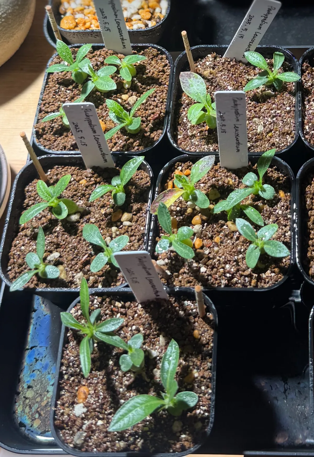 Pachypodium brevicaule subsp. leucoxanthum (パキポディウム レウコキサンツム)