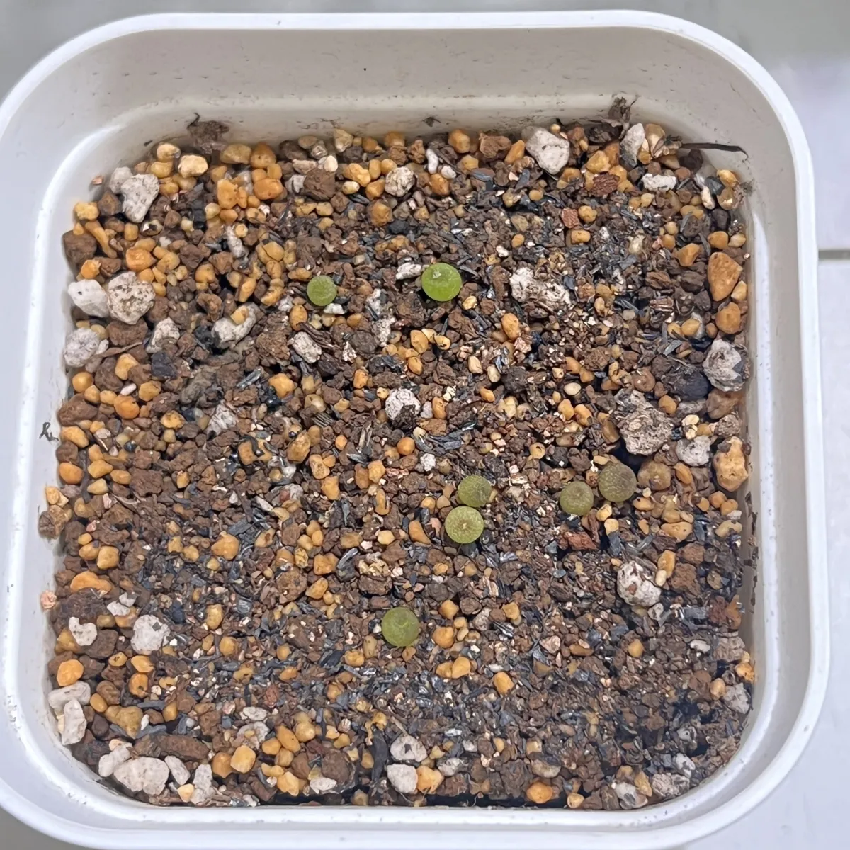 Lophophora fricii (ロフォフォラ 疣銀冠玉)