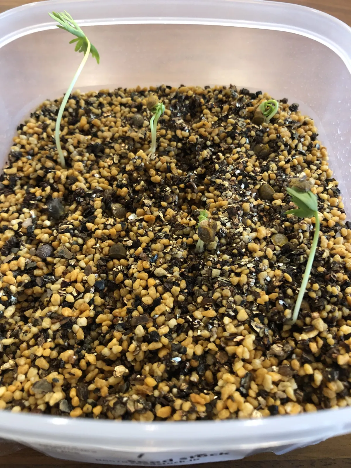 Bursera fagaroides (ブルセラ ファガロイデス)