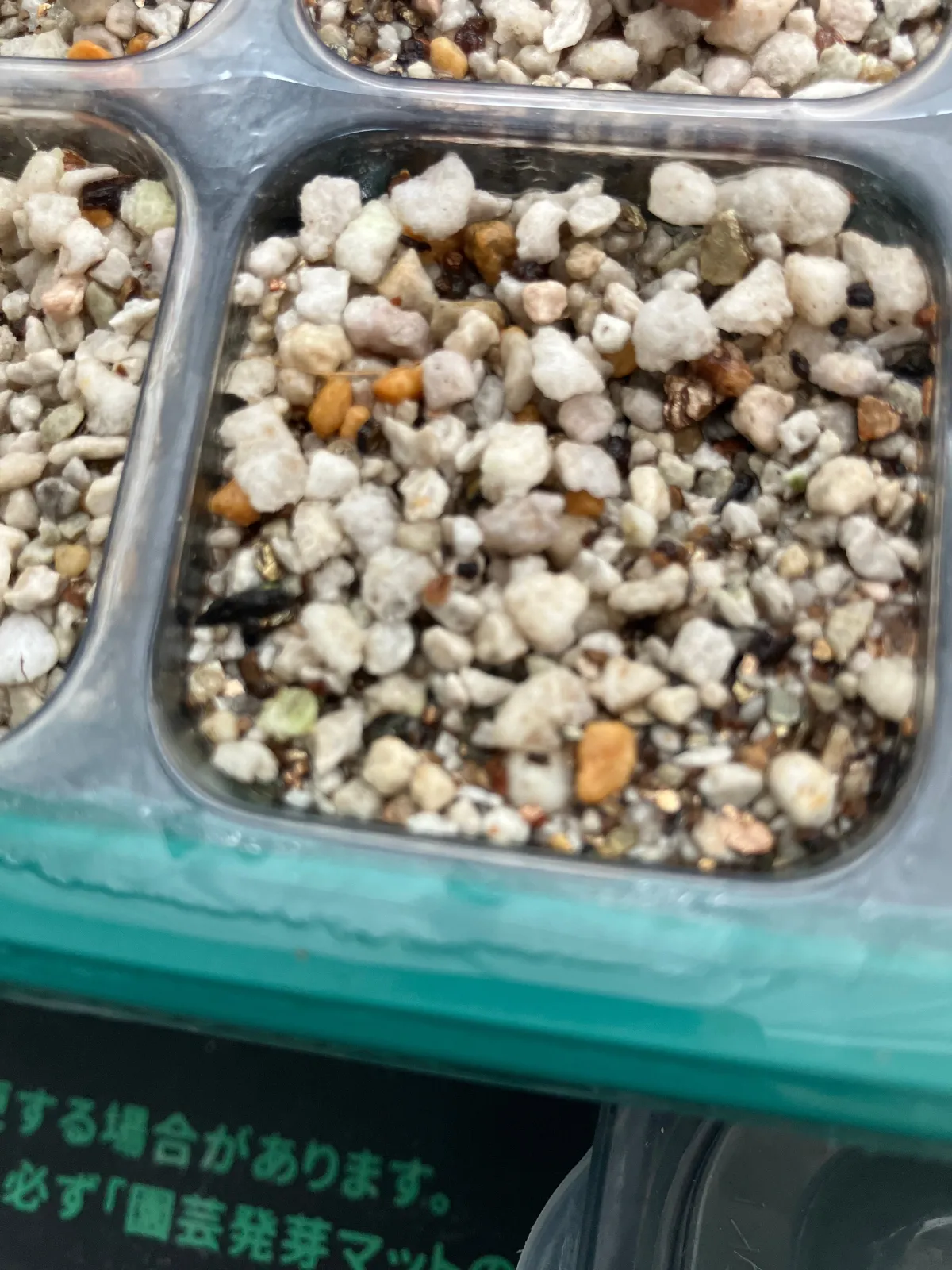 Aloe ferox (アロエ フェロックス)