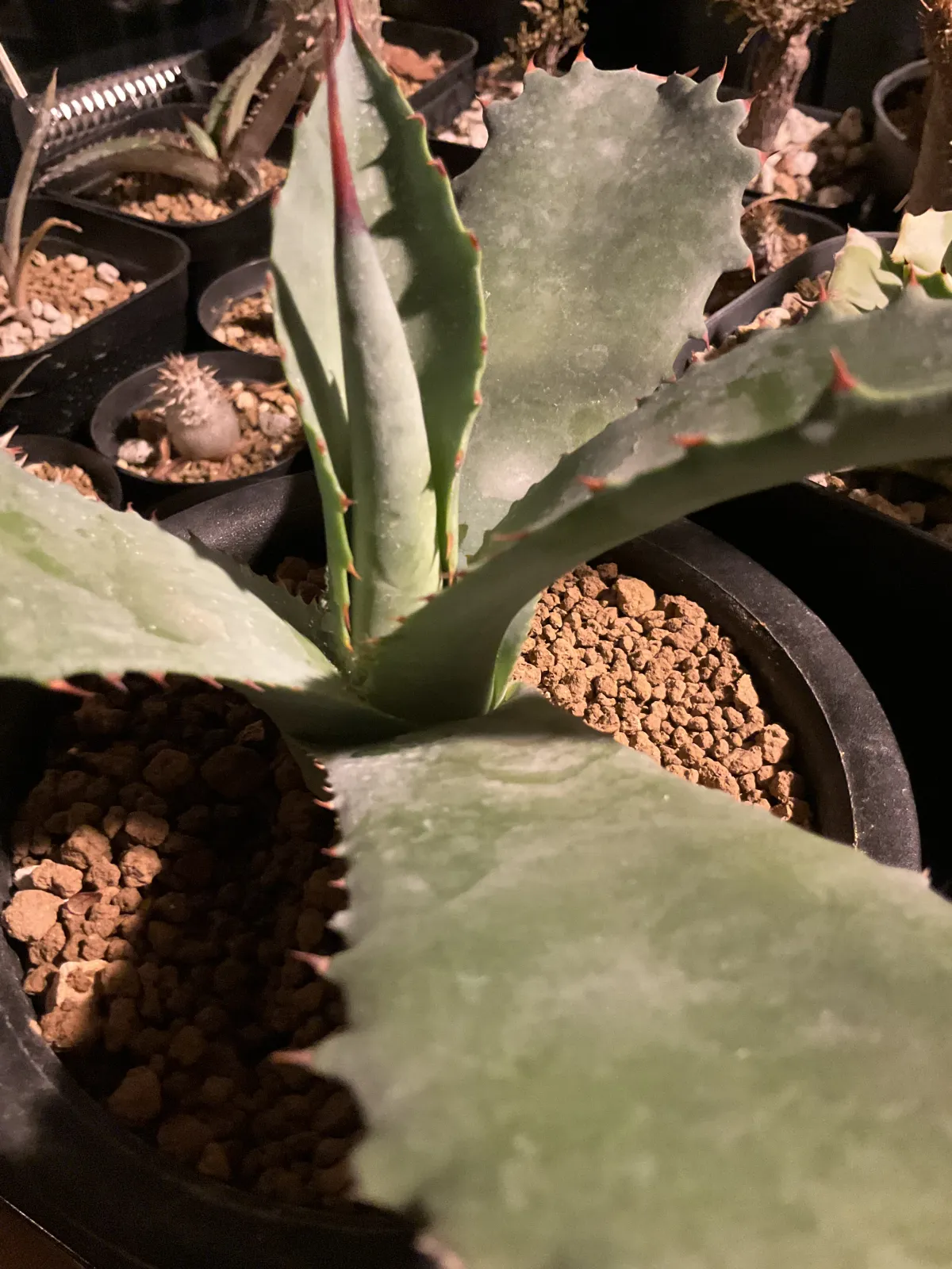 Agave potatorum var. verschaffeltii (アガベ ベルシャフェルティ)