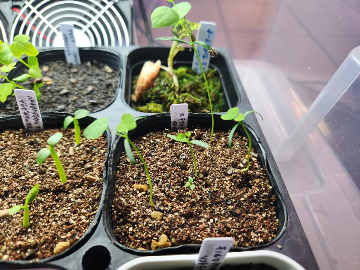 Stephania tetrandra (ステファニア テトランドラ)