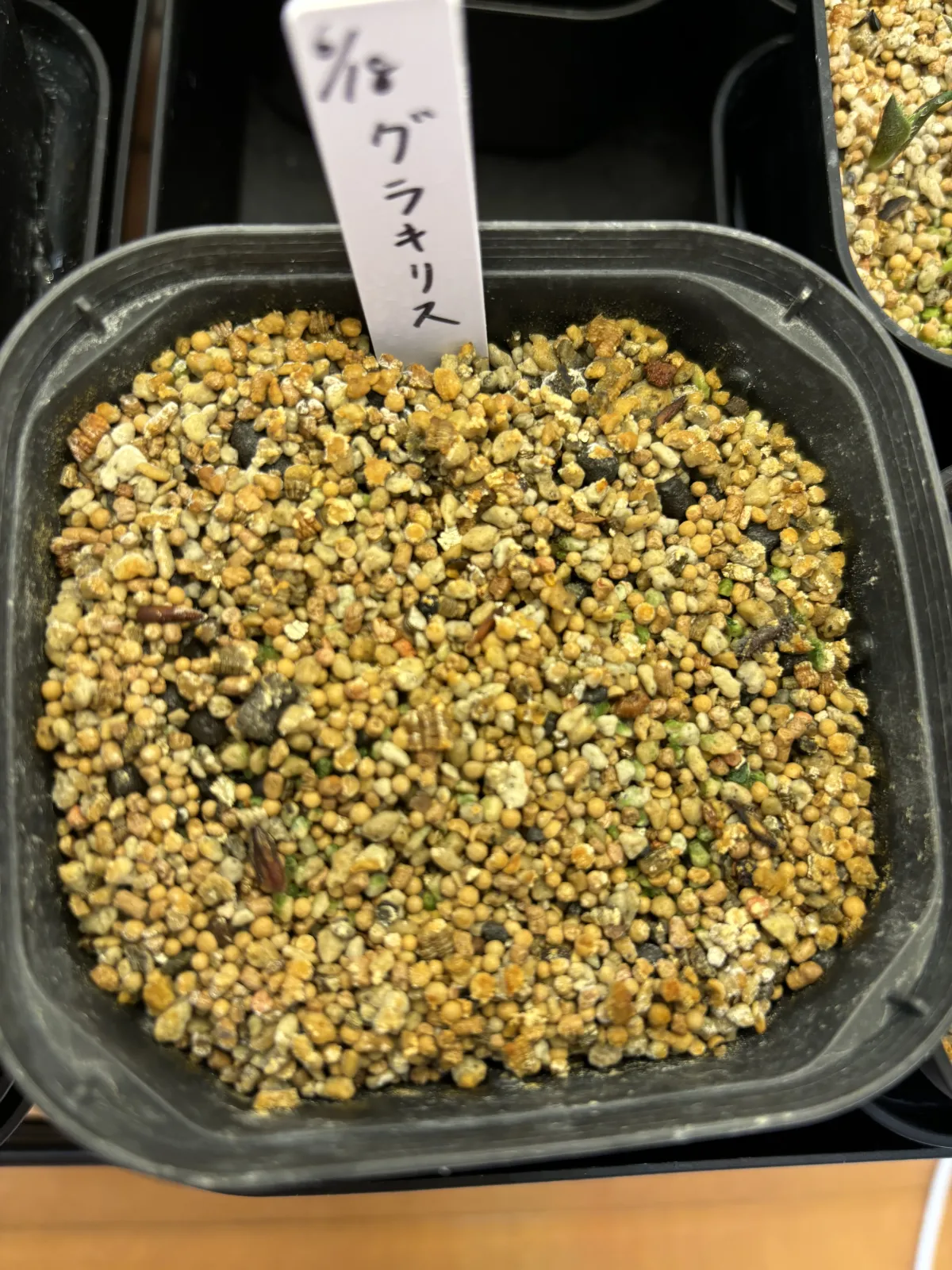 [無料種子] 発芽難 パキポディウム グラキリス　 Pachypodium rosulatum var. gracilius