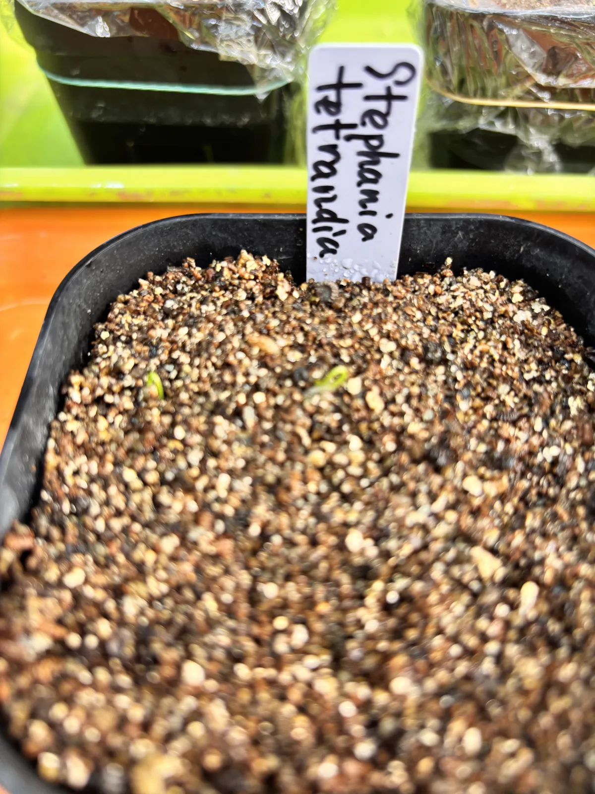 Stephania tetrandra (ステファニア テトランドラ)