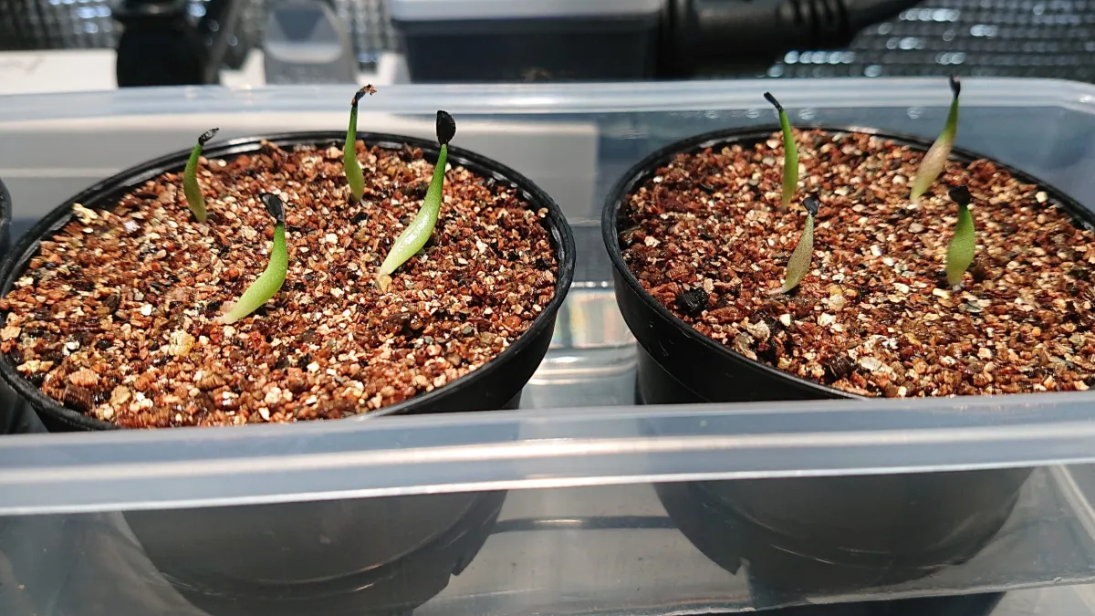 Agave oteroi (アガベ オテロイ)