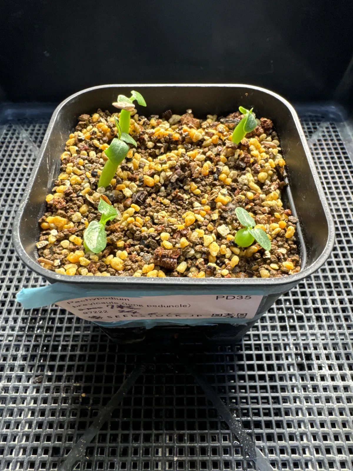 Pachypodium brevicaule (パキポディウム ブレビカウレ（長茎） ())