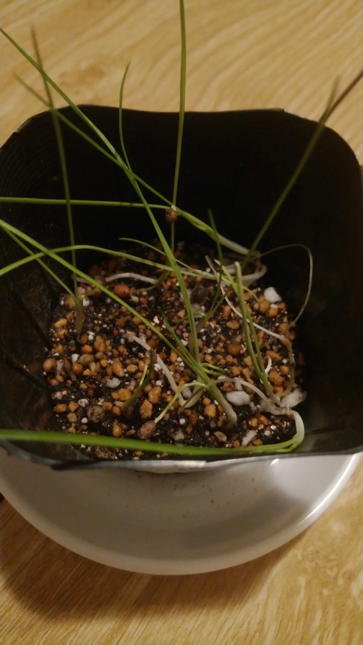 Nolina nelsonii (ノリナ ネルソニー)