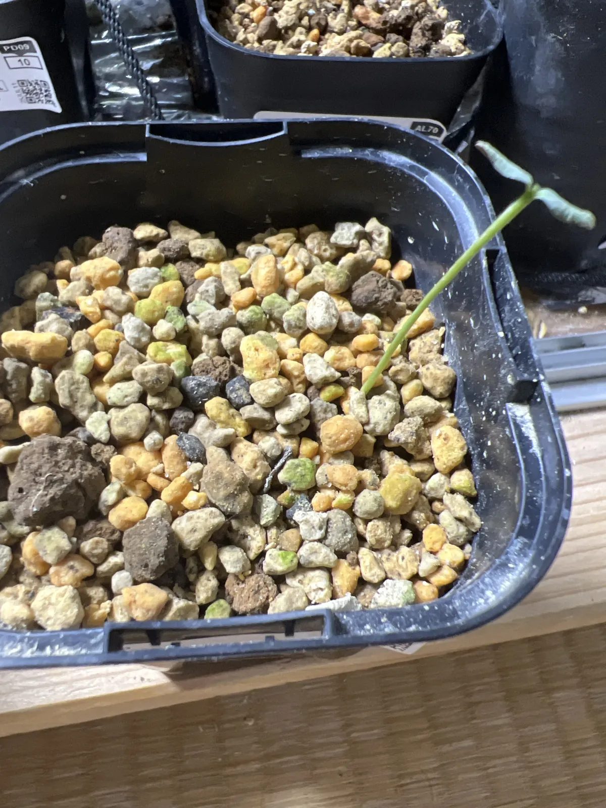 Euphorbia characias subsp. characias (ユーフォルビア カラキアス)