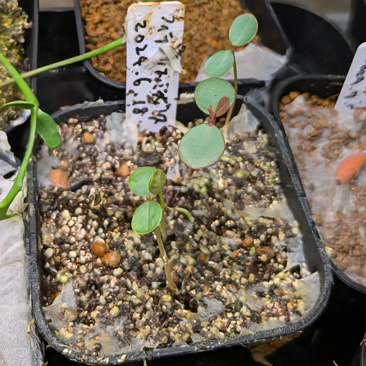 Phyllanthus mirabilis (フィランサス ミラビリス)