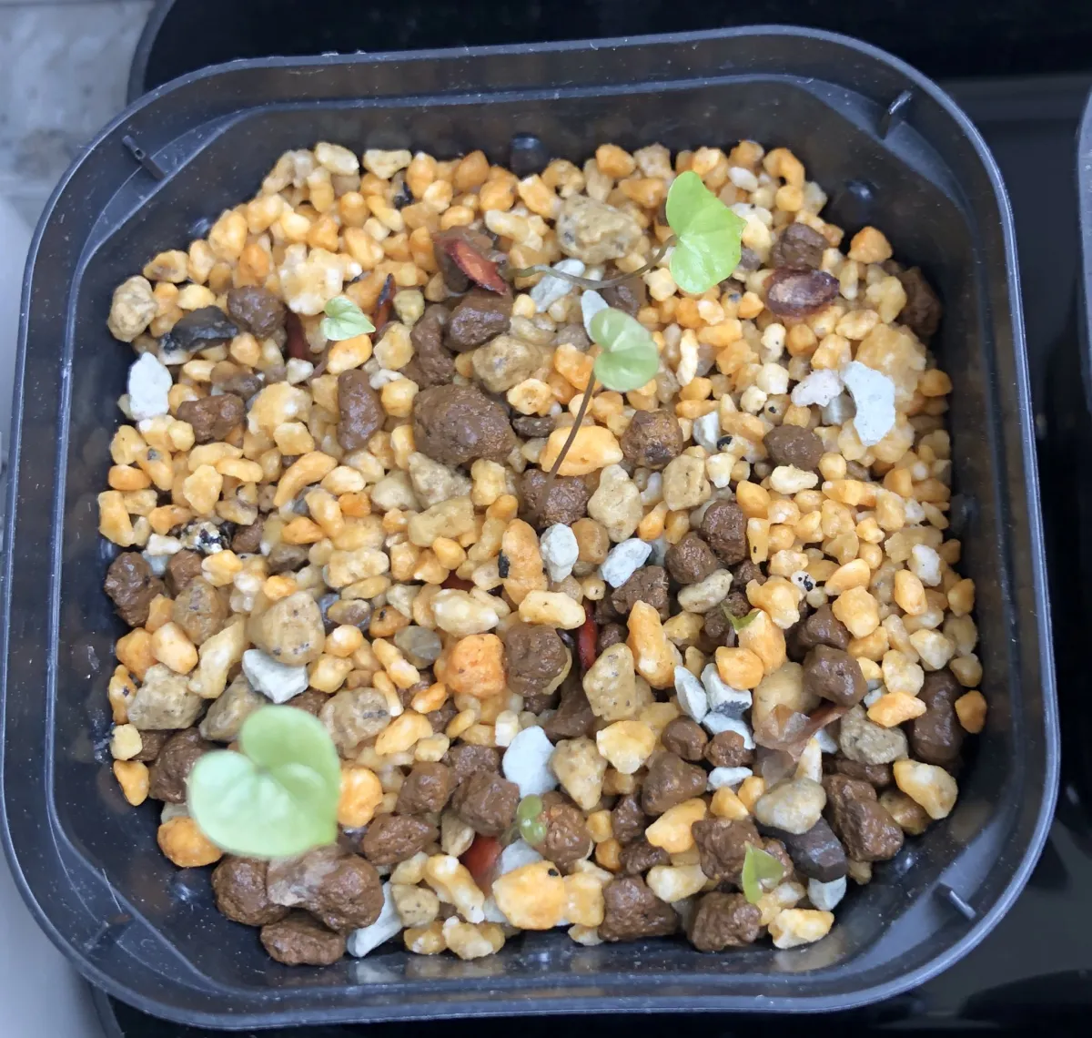 Dioscorea elephantipes (ディオスコレア エレファンティペス アフリカ亀甲竜)