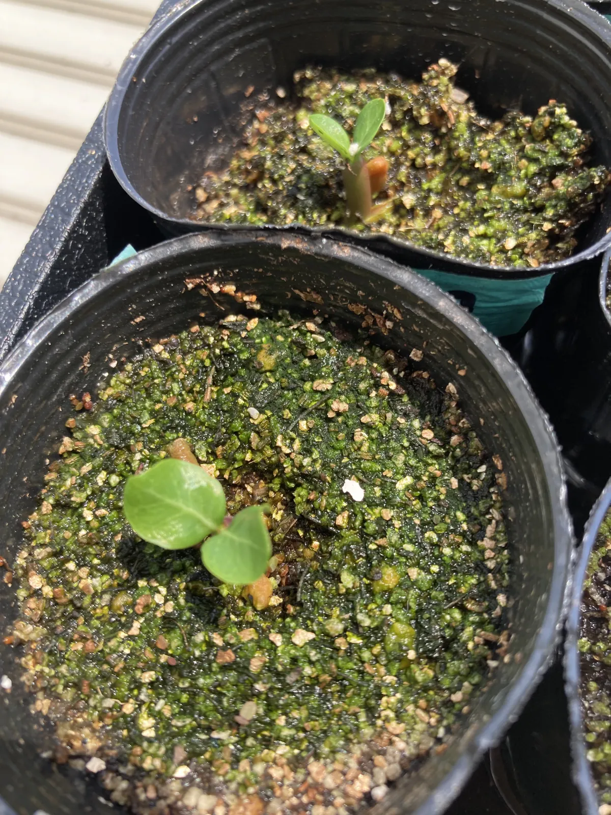 Adenium obesum Purple Flower (アデニウムパープルフラワー)