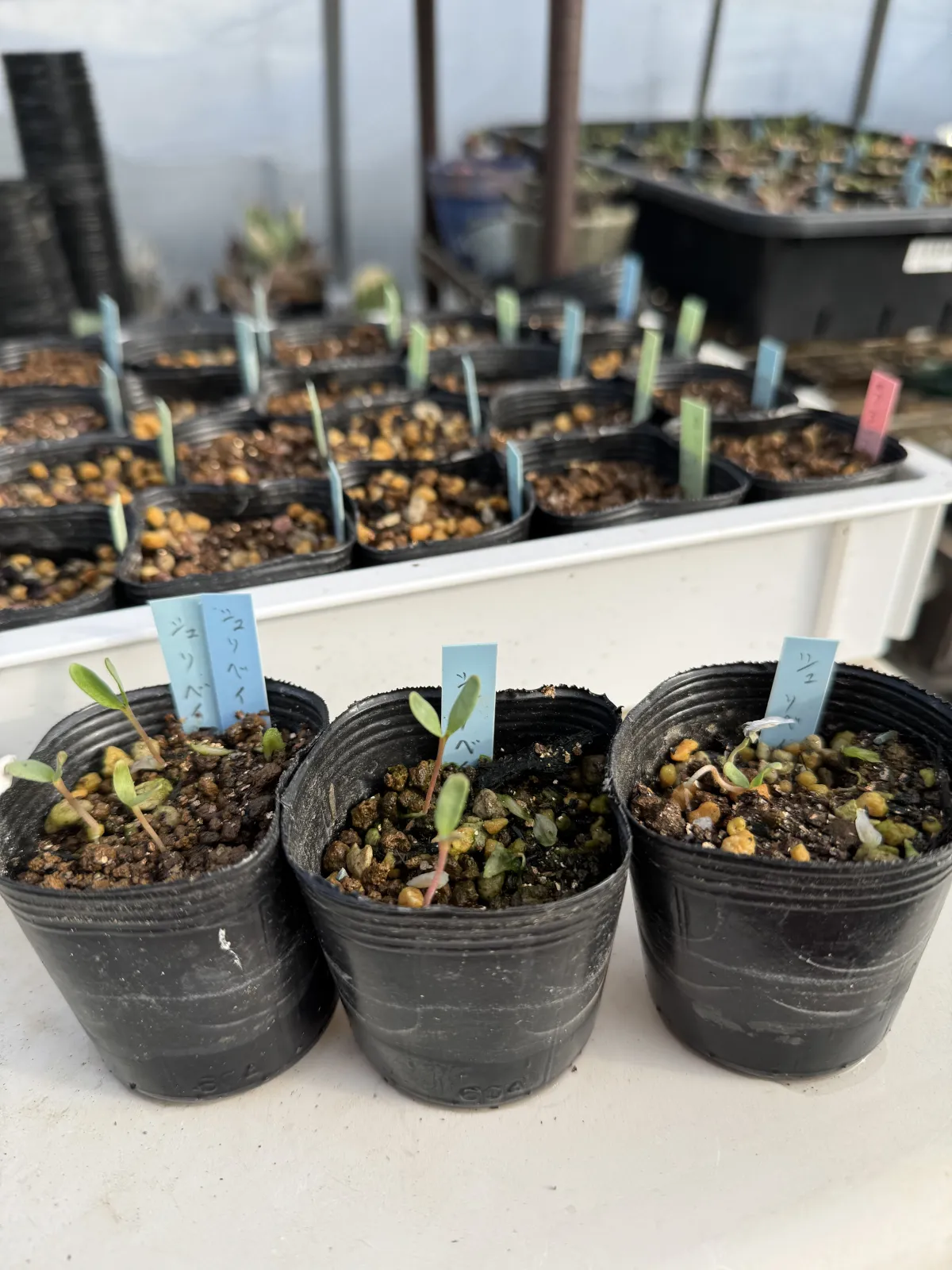 Fouquieria shrevei (フォークイエリア シュリベイ)