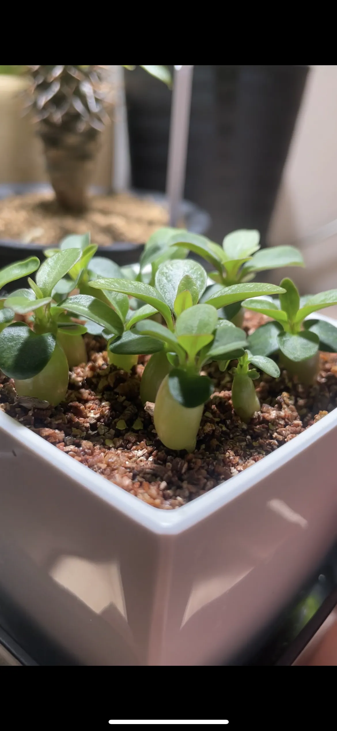 Pachypodium succulentum (パキポディウム サキュレンタム 天馬空)
