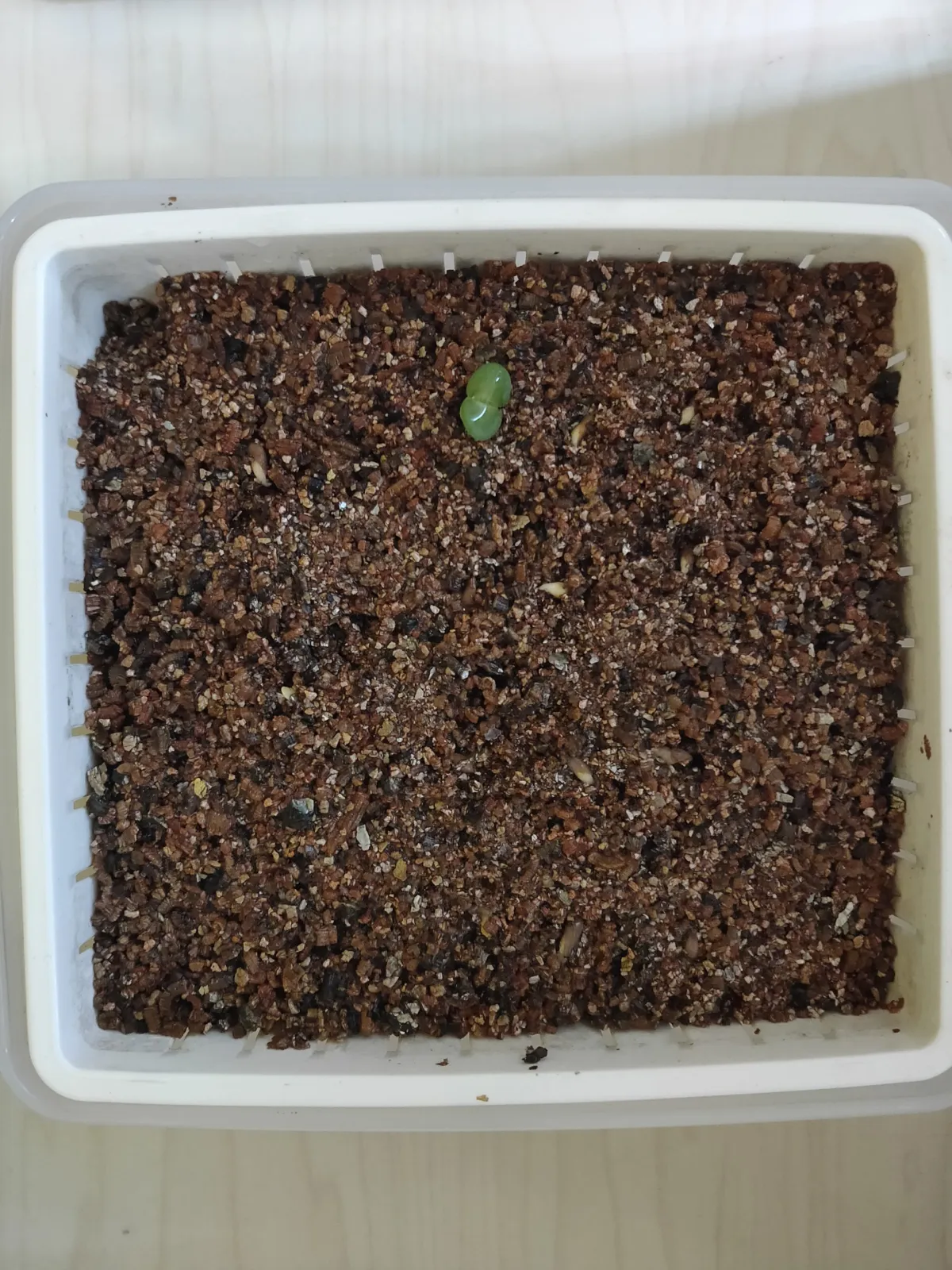 パキポディウム サキュレンタム