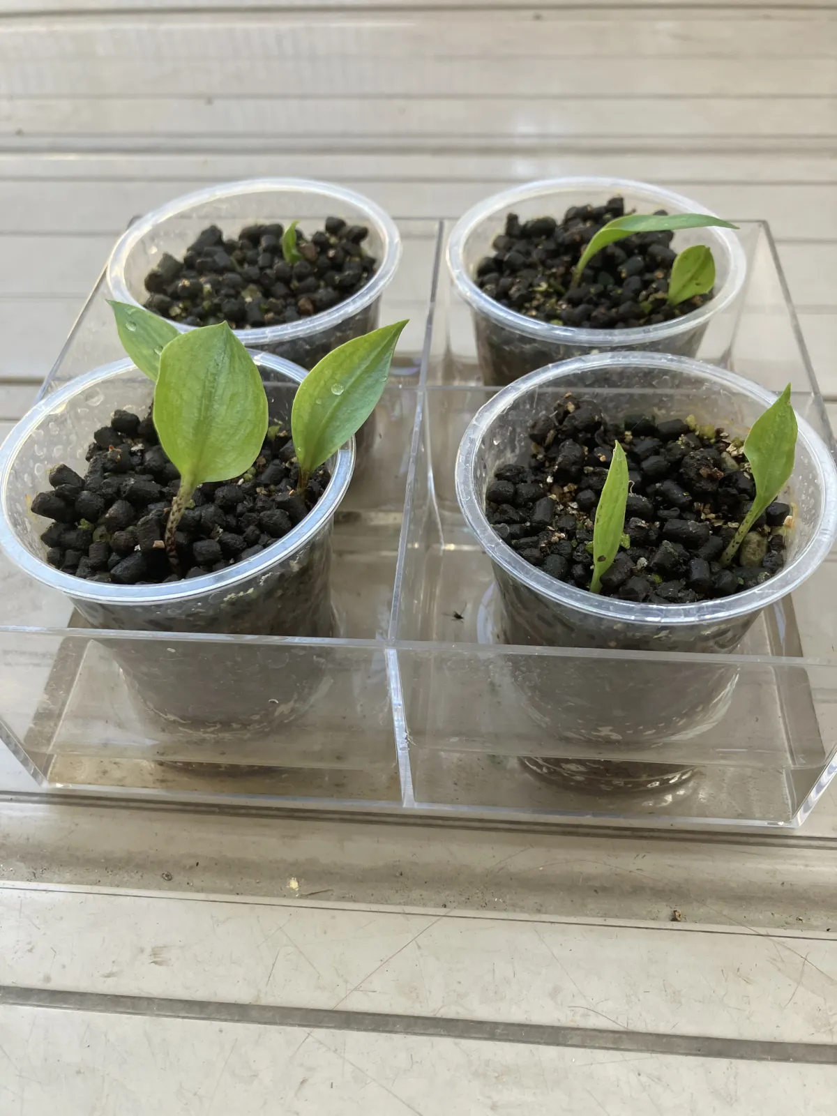 Scadoxus multiflorus (スカドクサス マルチフローラス 発根)