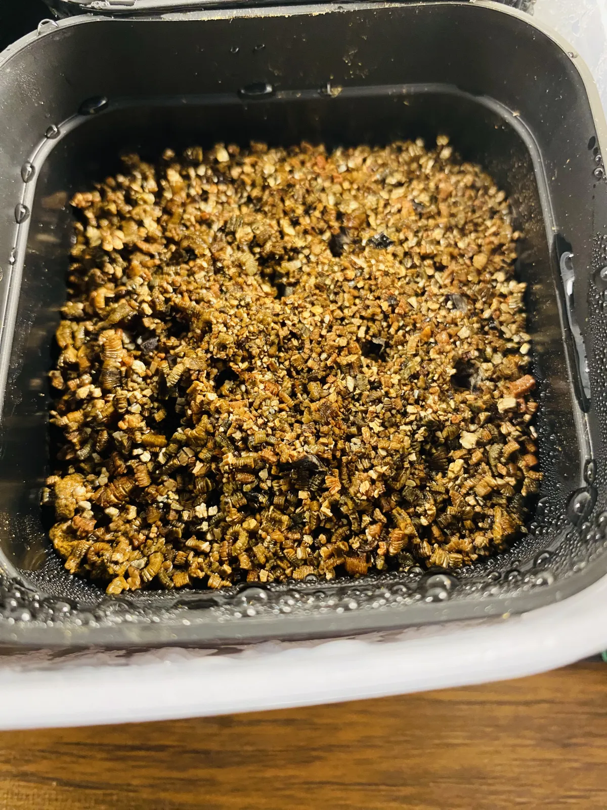 Aloe ferox (アロエ フェロックス)