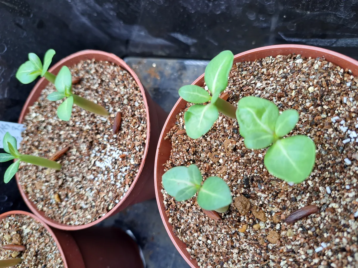 Adenium arabicum (アデニウム アラビカムゴッジ)