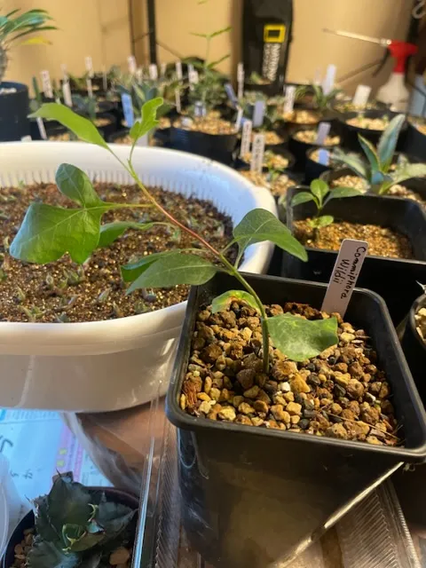 Commiphora wildii (コミフォラ ワイルディ)