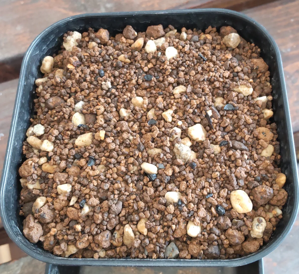 Agave rzedowskiana (アガベ ルゼドウスキアナ)