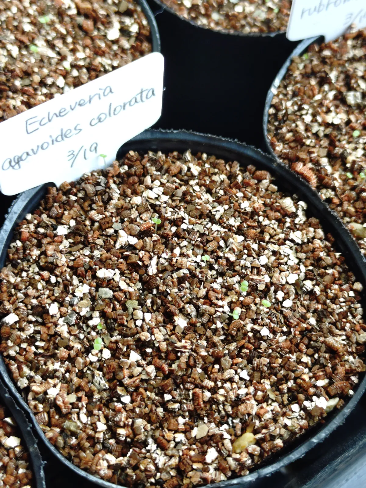 Echeveria agavoides colorata (エケベリア アガボイデスコロラタ)