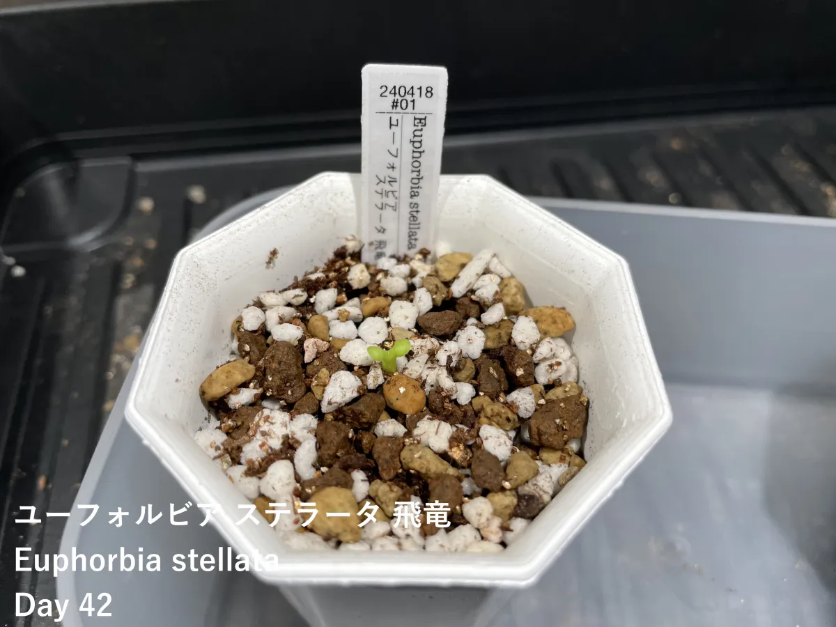 Euphorbia stellata (ユーフォルビア ステラータ 飛竜)