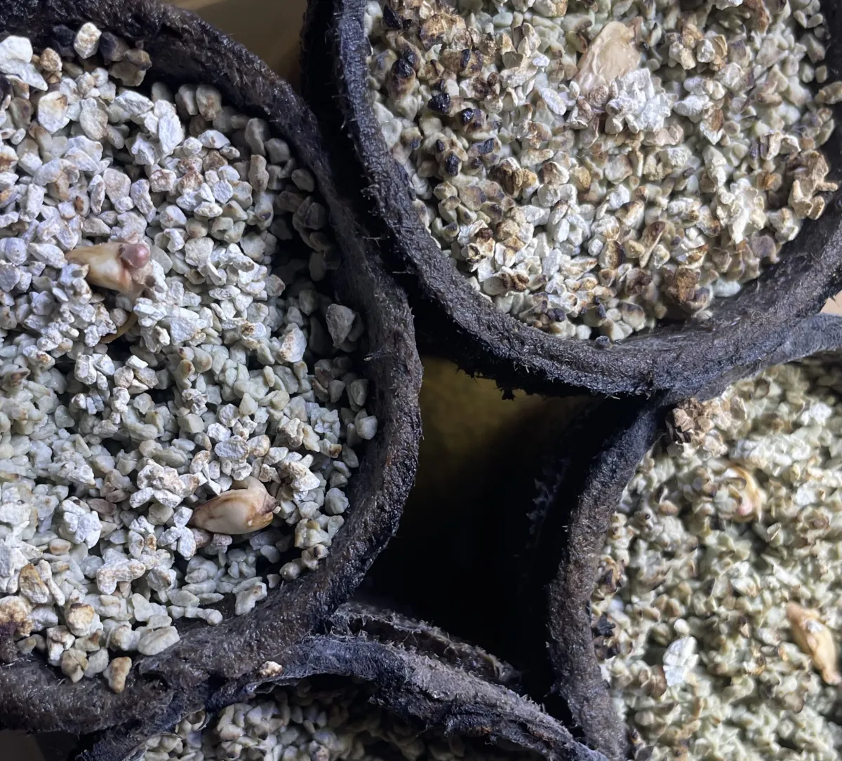 Welwitschia mirabilis (ウェルウィッチア ミラビリス 奇想天外)