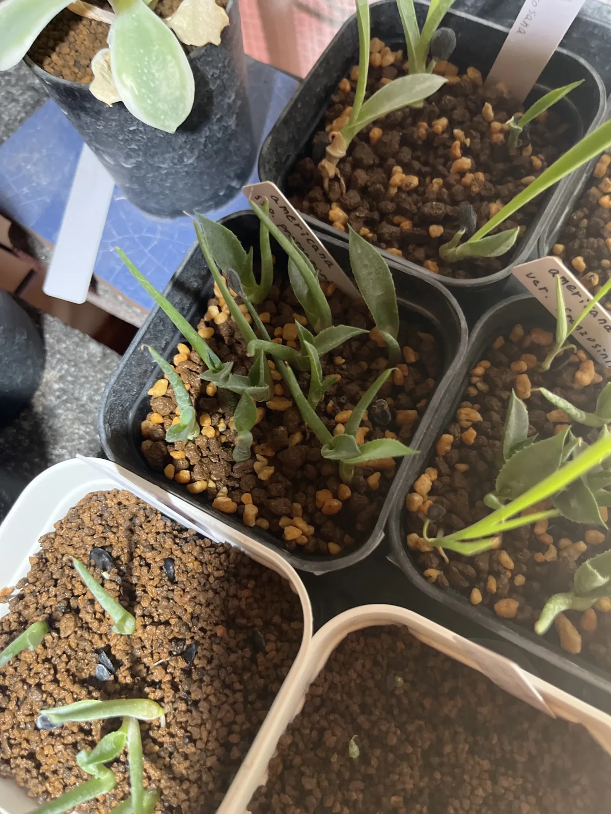 Agave americana ssp. protoamericana (アガベ プロトアメリカーナ)