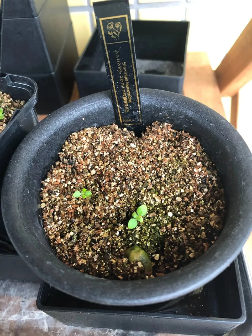 Sinningia leucotricha (シンニンギア レウコトリカ 断崖の女王)