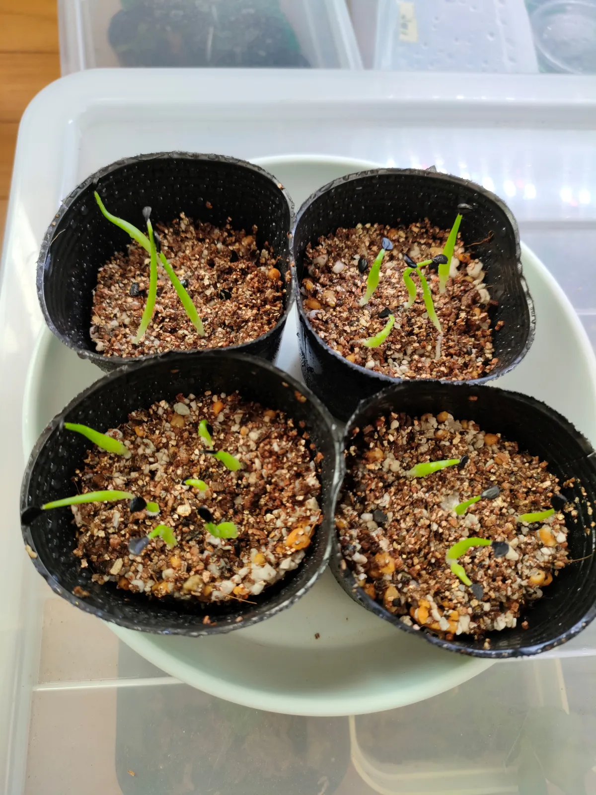 Agave difformis 'Azul' (アガベ ディフォルミス アズール)