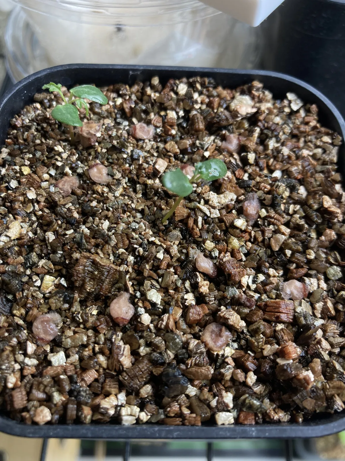 Pachycormus discolor var. veatchianus (パキコルムス ディスカラー ビーチアナス)