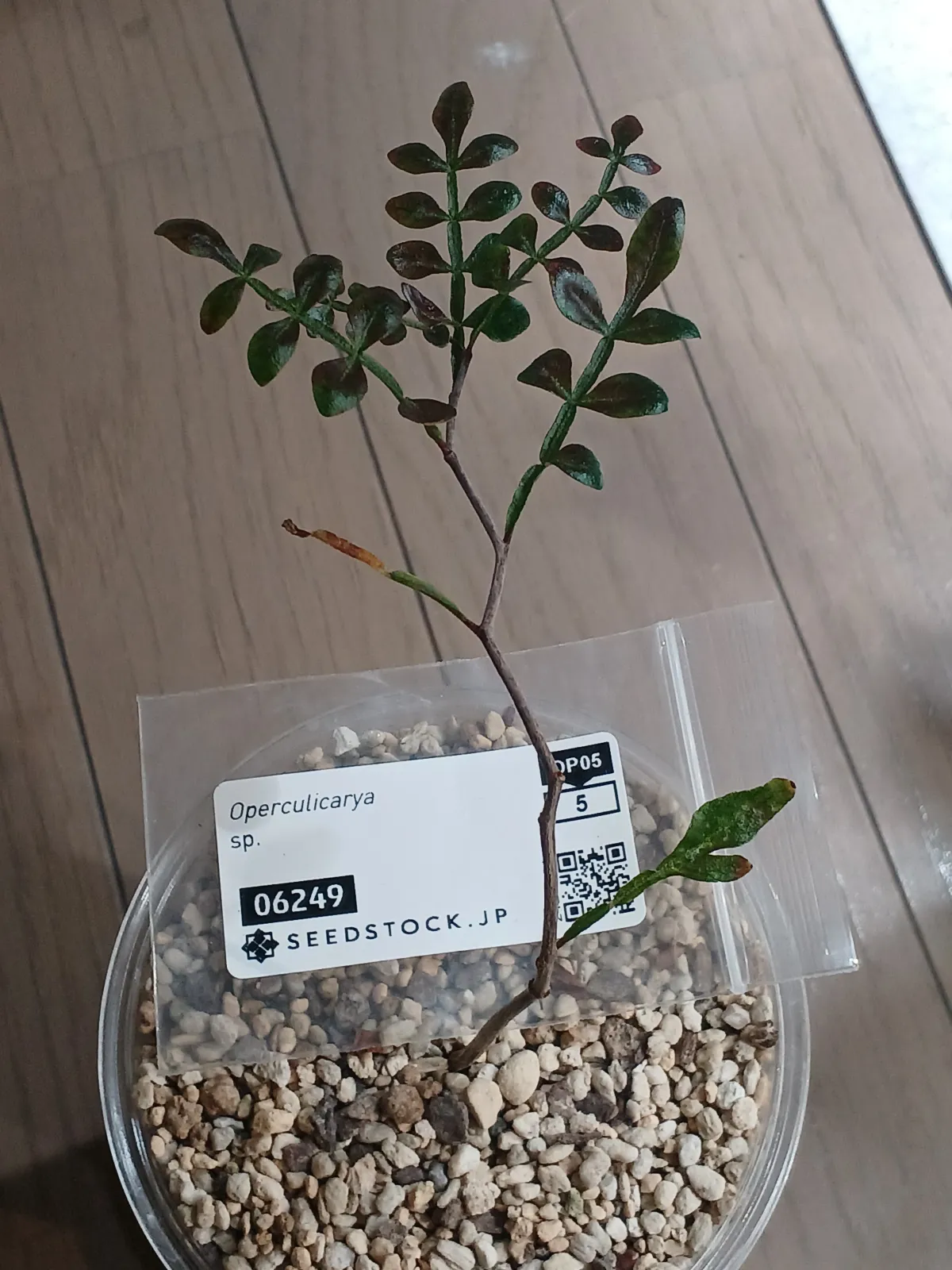 Operculicarya sp (オペルクリカリア)