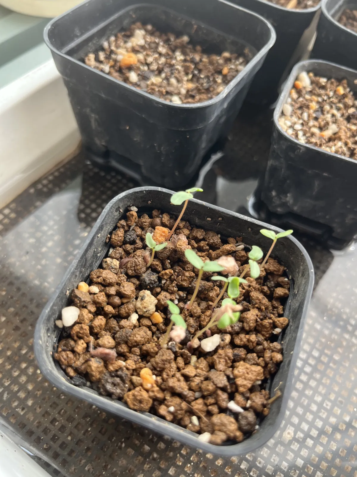 Pachycormus discolor (パキコルムス ディスカラー)