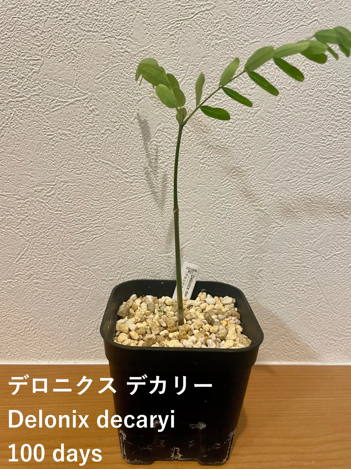 Delonix decaryi (デロニクス デカリー)